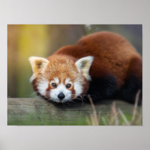 Red panda poster