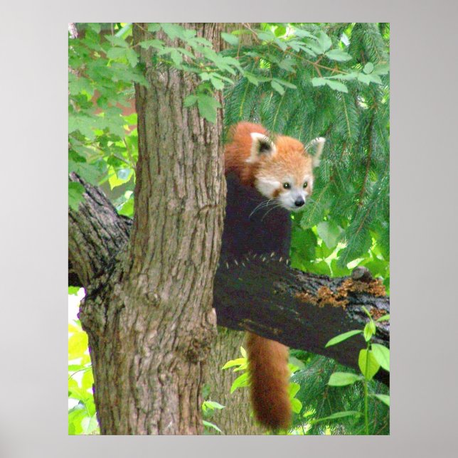 Red Panda Poster (Front)