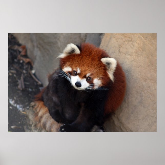 Red Panda Poster (Front)