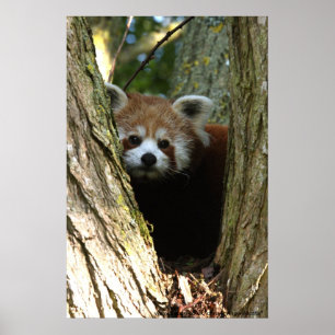 red panda poster