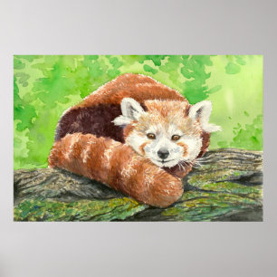 Red panda poster