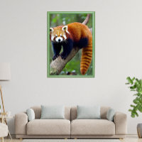 Red Panda