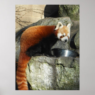 Red Panda Poster