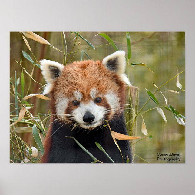Red Panda Poster (Front)