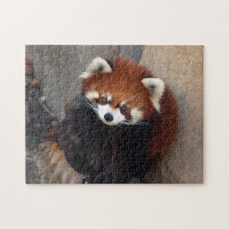 Red Panda Puzzle