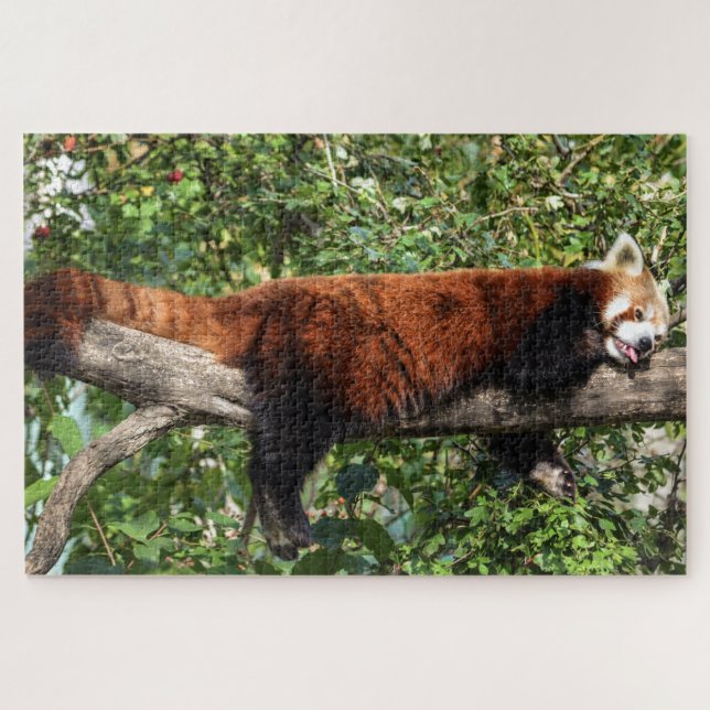 red panda puzzle (Horizontal)