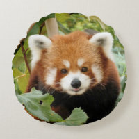Red Panda