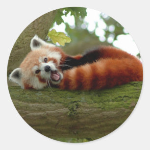 Red Panda round sticker