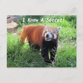 Red Panda Secret Postcard