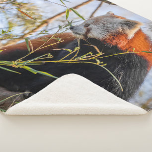 Red panda sherpa blanket