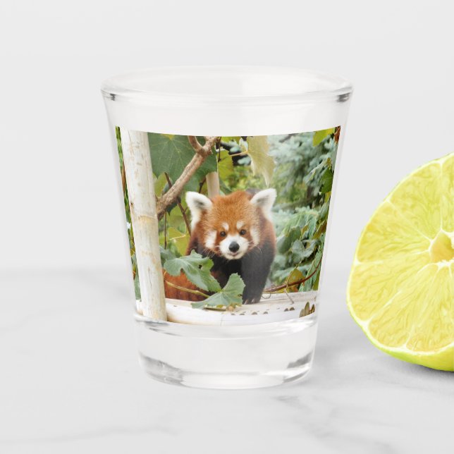 Red Panda Shot Glass (Front)
