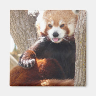red panda sitting magnet