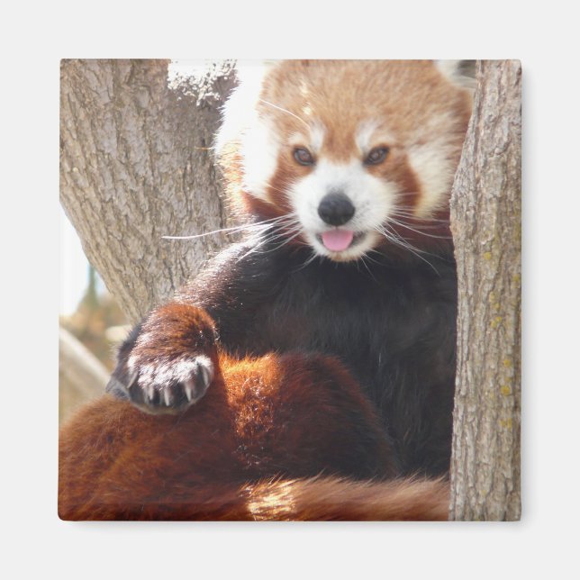 red panda sitting magnet (Front)