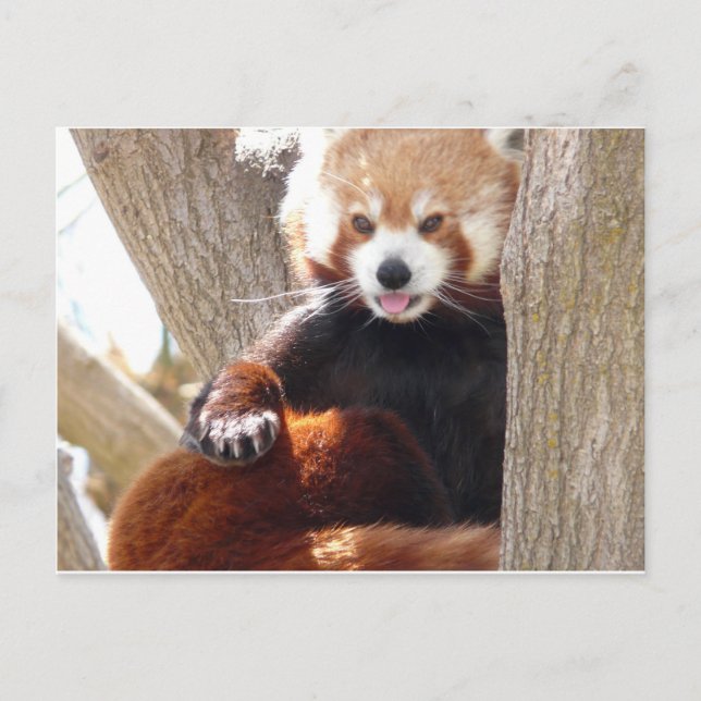 red panda sitting postcard (Front)