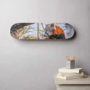 Red panda skateboard