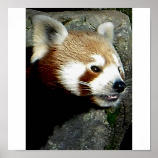 red panda smile poster