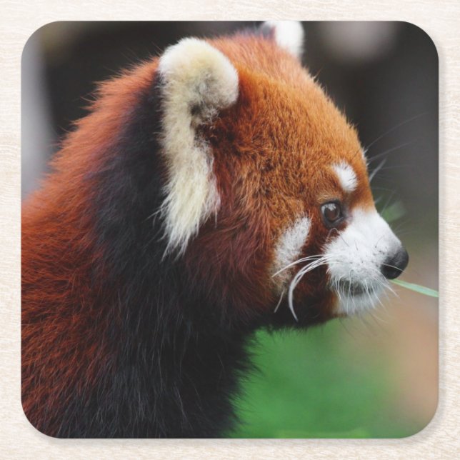 Red panda square paper coaster (Front)
