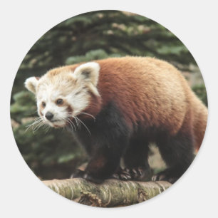 Red Panda Stickers