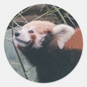 Red Panda Stickers