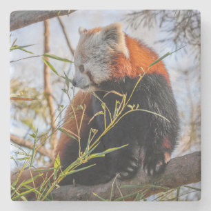 Red panda stone coaster