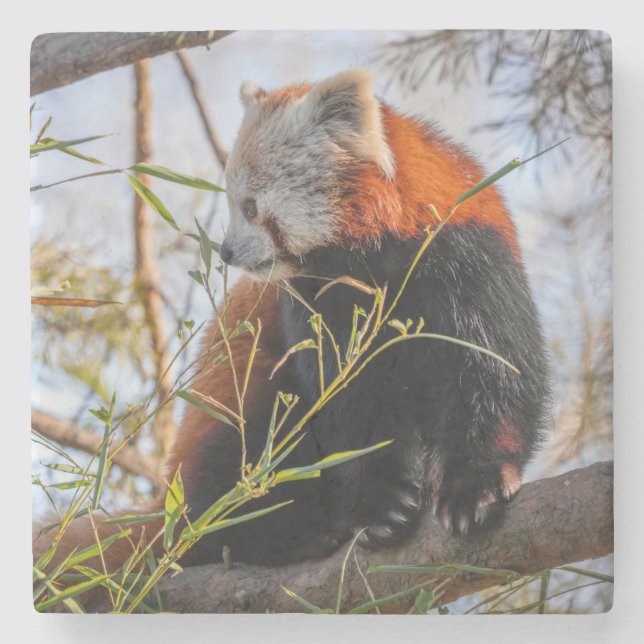 Red panda stone coaster (Front)