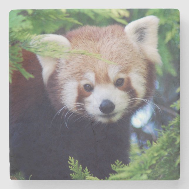 Red Panda Stone Coaster (Front)