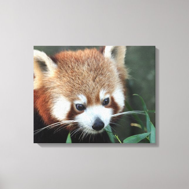 Red Panda, Taronga Zoo, Sydney, Australia Canvas Print (Front)
