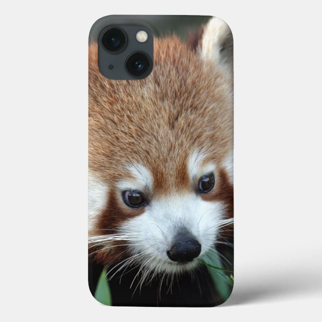 Red Panda, Taronga Zoo, Sydney, Australia Case-Mate iPhone Case (Back)