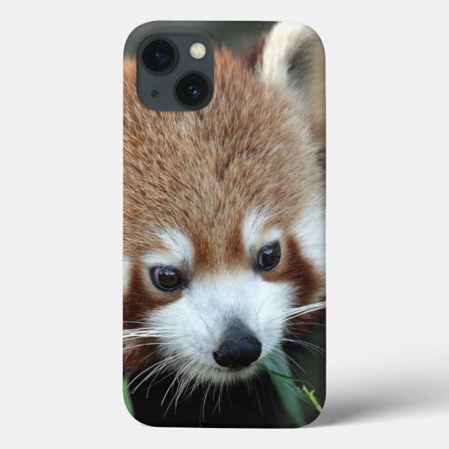Red Panda, Taronga Zoo, Sydney, Australia Case-Mate iPhone Case (Back)