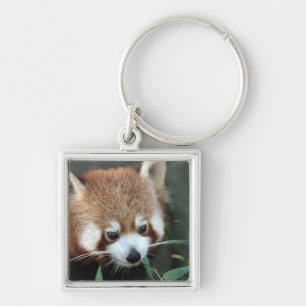 Red Panda, Taronga Zoo, Sydney, Australia Key Ring