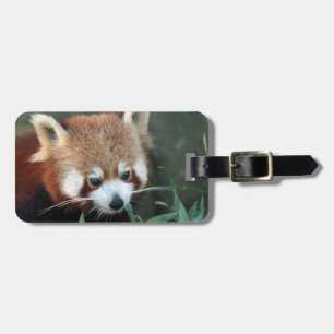 Red Panda, Taronga Zoo, Sydney, Australia Luggage Tag
