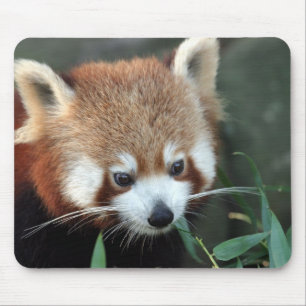 Red Panda, Taronga Zoo, Sydney, Australia Mouse Mat