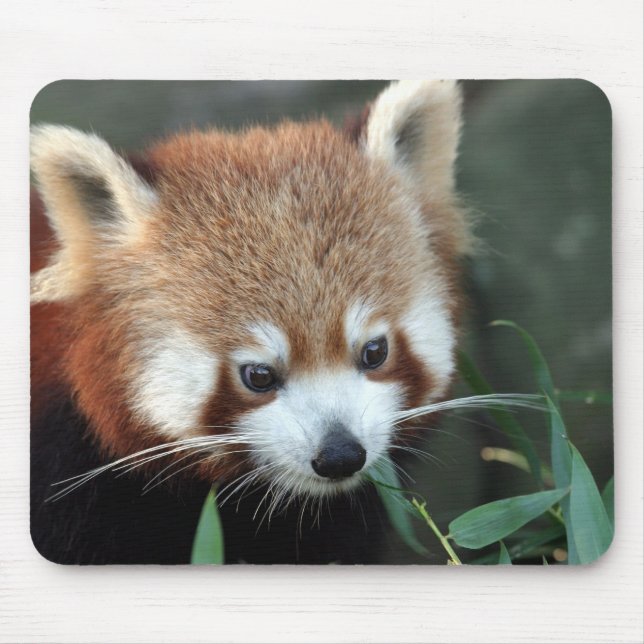 Red Panda, Taronga Zoo, Sydney, Australia Mouse Mat (Front)