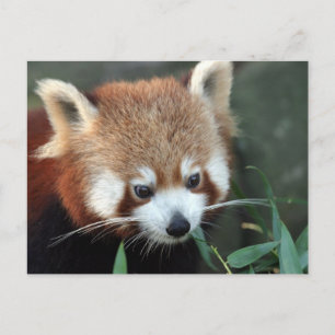 Red Panda, Taronga Zoo, Sydney, Australia Postcard