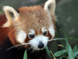 Wallpaper Red Panda Gifts Gift Ideas Zazzle Uk HD