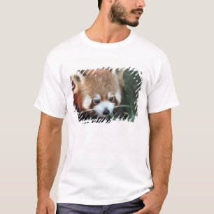 Red Panda, Taronga Zoo, Sydney, Australia T-Shirt