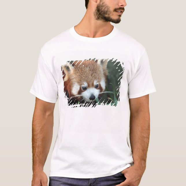 Red Panda, Taronga Zoo, Sydney, Australia T-Shirt (Front)