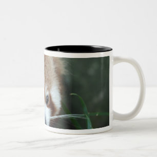 Red Panda, Taronga Zoo, Sydney, Australia Two-Tone Coffee Mug