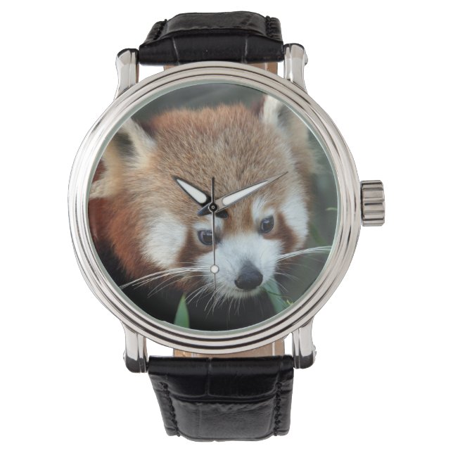 Red Panda, Taronga Zoo, Sydney, Australia Watch (Front)