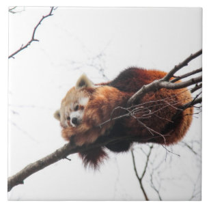 Red Panda Tile/Trivet Tile