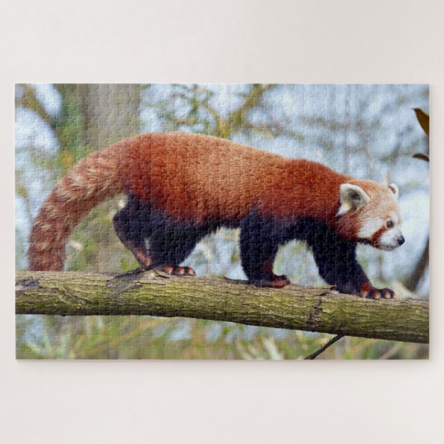 Red panda walking on branch jigsaw puzzle (Horizontal)