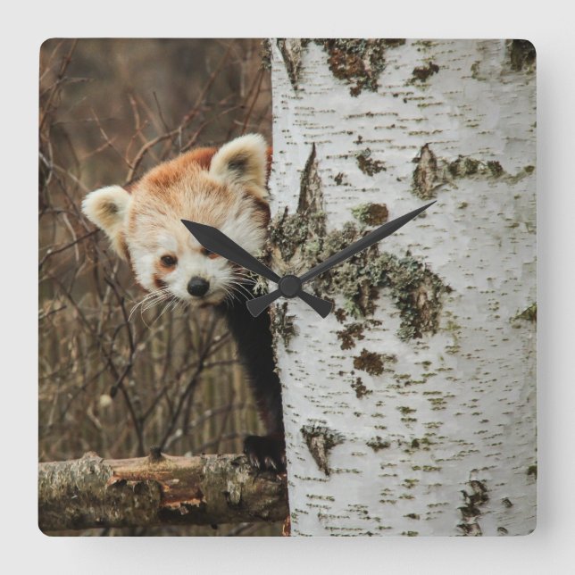 Red Panda Wall Clock (Front)