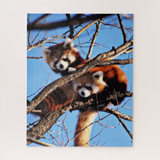 red pandas jigsaw puzzle (Vertical)