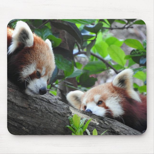 Red Pandas Mouse Mat (Front)