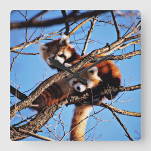 red pandas square wall clock