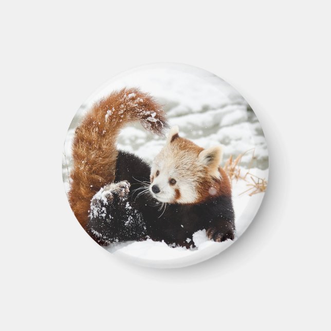 Red Pandayoung as a magnet (Front)