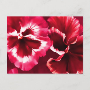 Red pansies fine art postcard