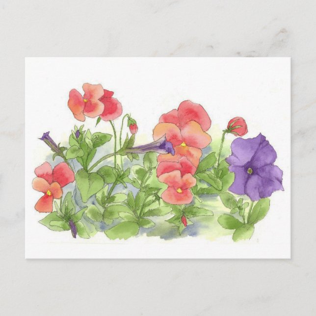 Red Pansies Purple Petunias Watercolor Flowers Postcard (Front)