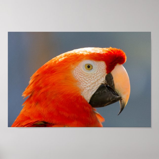 Red Parrot Bird Wildlife Poster (Front)