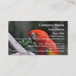 Red Parrot - business card template